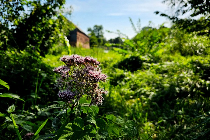 Przy młynie w Chobielinie