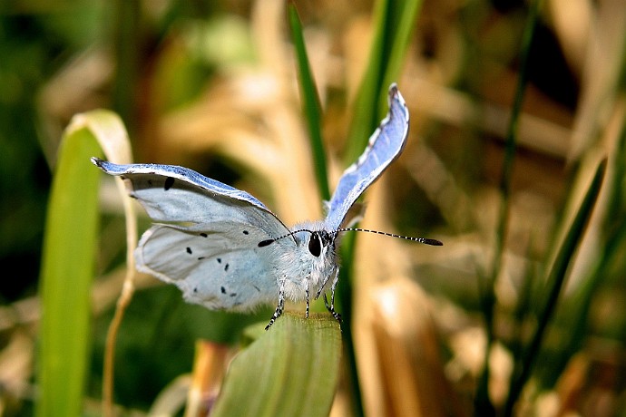 motyl - Modraszek wieszczek Anioła poznaje się wtedy, kiedy obok nas przeszedł. Martin Buber Motylarnia