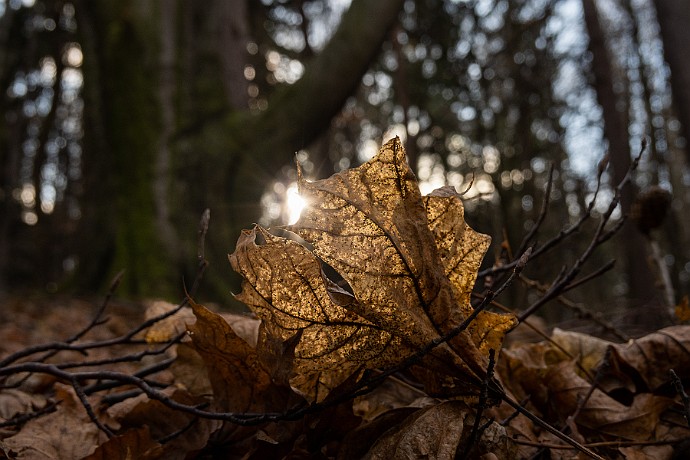 Jesień jeszcze... Fotografia przyrody, fotografia zbliżeniowa, makrofotografia