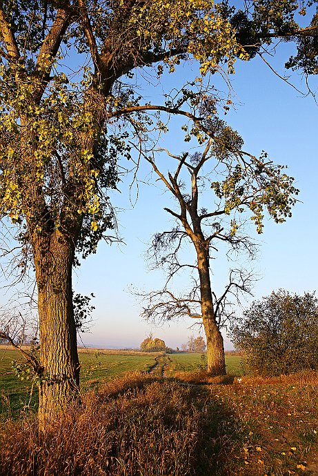 Drzewa  przy Kanale Bydgoskim : drzewa, kanał bydgoski, janusz michalski