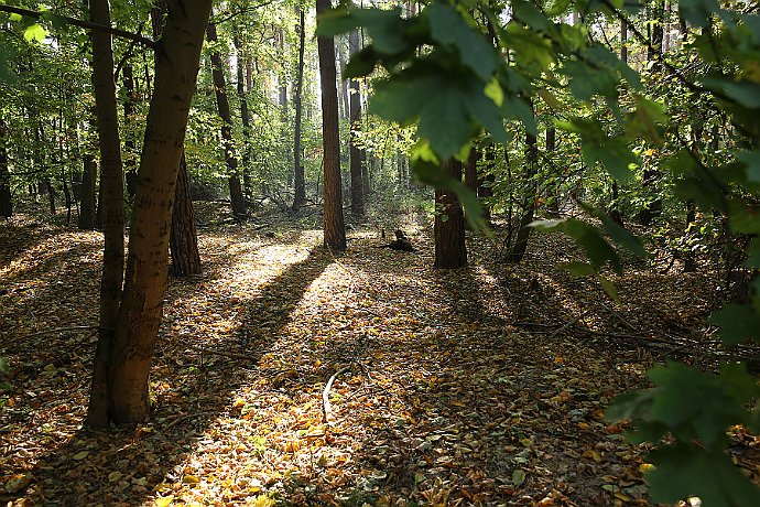 Jesień w lesie  las w okolicy Białych Błot : jesień, las