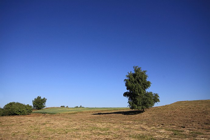 Samotna brzoza  na skraju łąki w Łochowie : łąka, brzoza, niebo