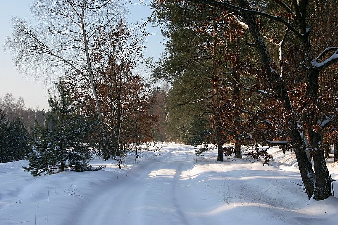 Zima  Leśnictwo Białe Błota : droga, zima, las, śnieg