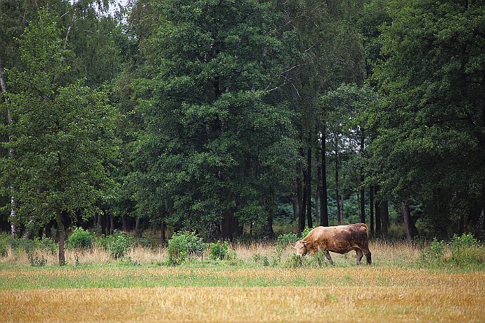krowa na pastwisku  w okolicy miejscowosci Zawiszyn : krowa, pastwisko, drzewa, wieś