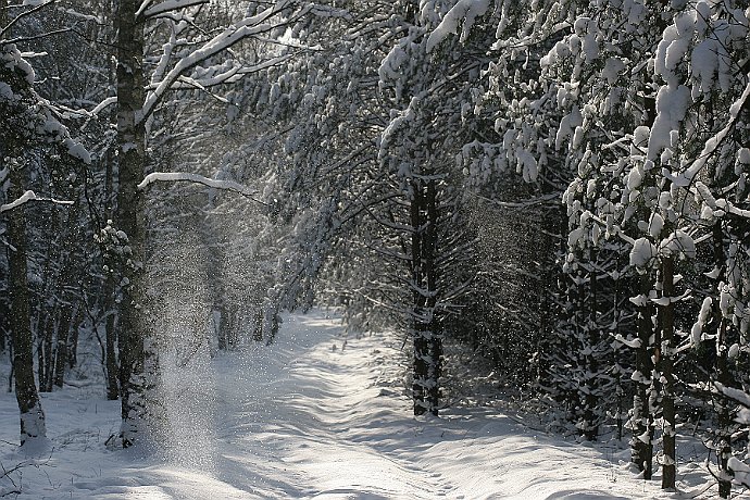 Puszcza Bydgoska  zima w lesie - Leśnictwo Białe Błota : las, zima, śnieg, puszcza bydgoska