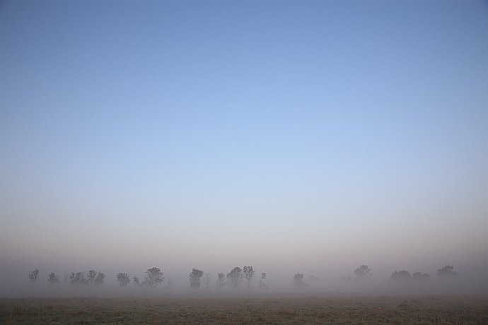 Jesień  mgła spowiła drzewa nad Kanałem Noteckim : mgła, łąka, kanał notecki