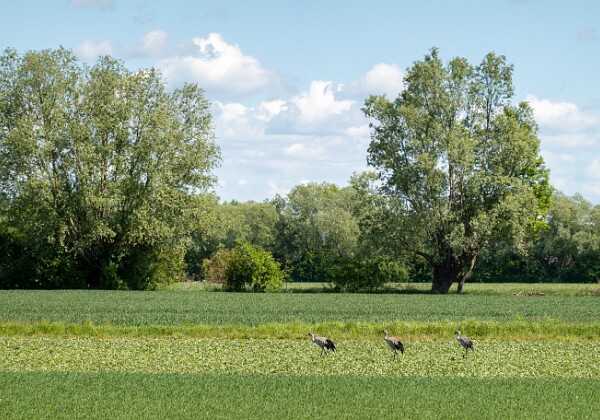 Wycieczka rowerowa do Gruczna 24.05.2025 r. 🚴 Trasa 93 km: Bydgoszcz - Jarużyn - Włóki - Suponin - Gruczno - Chrystkowo - Kozielec - Strzelce Dolne - Fordon - dom 🏡