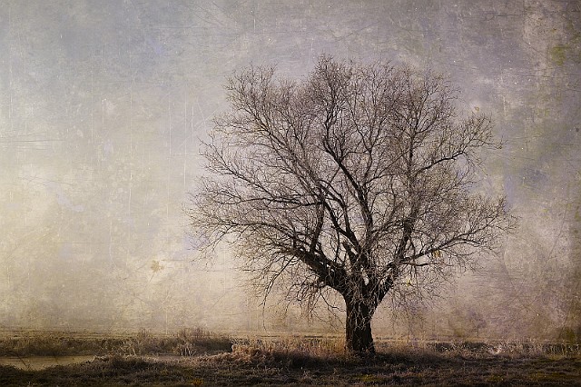 Samotne drzewo... nad Kanałem Bydgoskim (kompozycja fotograficzna)