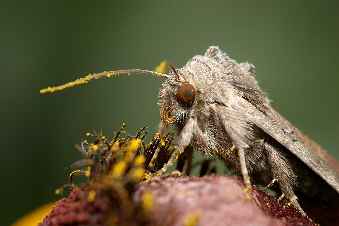motyl nocny  portret - motyl nieoznaczony : motyl, ćma, pyłek, oko