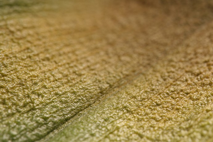 roślina  taki sobie listek : liść, makrofotografia, tekstura