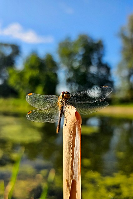 Ważka lubi zdjęcia... Szablak żółty - makrofotografia smartfonem Samsung Galaxy S23 Ultra