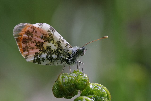 Zorzynek rzeżuchowiec Zorzynek rzeżuchowiec (Anthocaris cardamines), owad z rodziny bielinkowatych (Piridae), rzędu motyli, żyjący w Europie, rozpowszechniony na obszarze Polski....