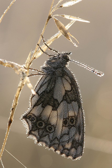 Motyl Polowiec szachownica sfotografowany wczesnym rankiem na podbydgoskiej łące - Leśnictwo Białe Błota