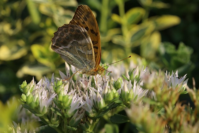 Dostojka malinowiec Strona motyla (Argynnis paphia)