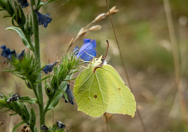 Motyle makrofotografia - lepidoptera