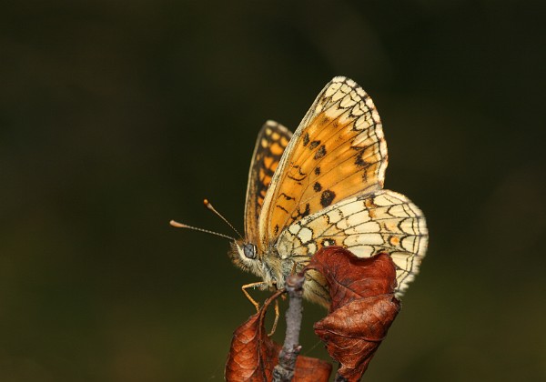Motyle makrofotografia - lepidoptera