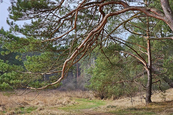 Skraj Puszczy Bydgoskiej Łąki w pobliżu Miedzynia