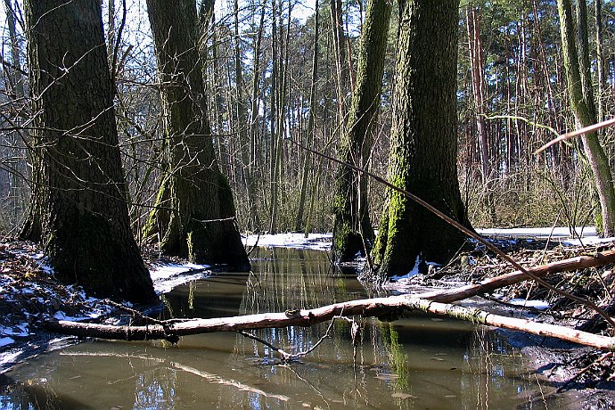 Bagienko - ols Puszcza Bydgoska w Leśnictwie Białe Błota