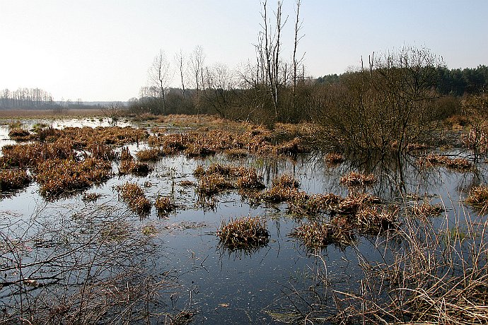 Podmokłe łąki nieopodal miejscowości Białe Błota - Puszcza Bydgoska