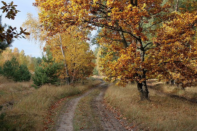 Jesień Puszcza Bydgoska