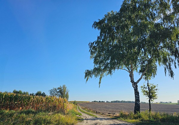 Wycieczka rowerowa Suchary - Samsieczno - Wierzchucinek 🚴 Trasa 97 km : Bydgoszcz - Gorzeń - Ślesin - Suchary - Samsieczno - Wierzcucinek - Wtelno - Tryszczyn