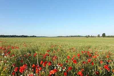 Tryszczyn