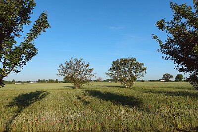 Tryszczyn