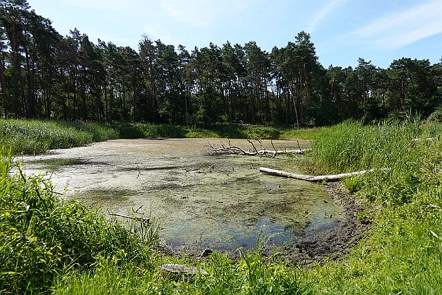 Puszcza Bydgoska Leśnictwo Białe Błota