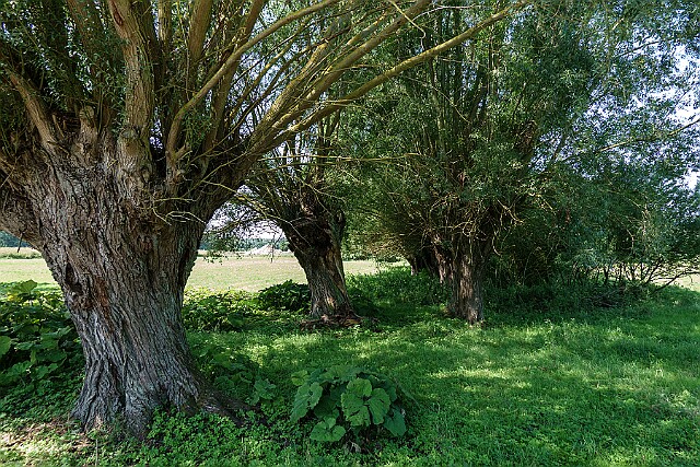 Skłudzewo