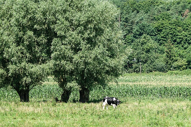 Skłudzewo