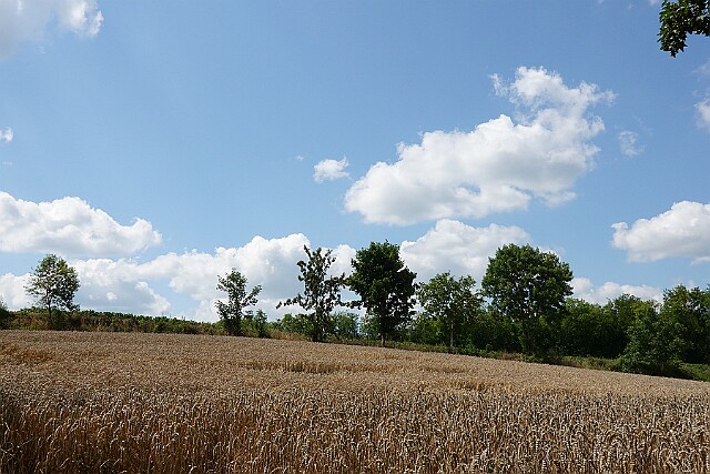 Bierzgłowo
