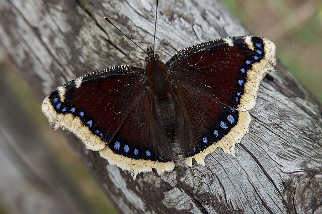 Motyl rusałka żałobnik