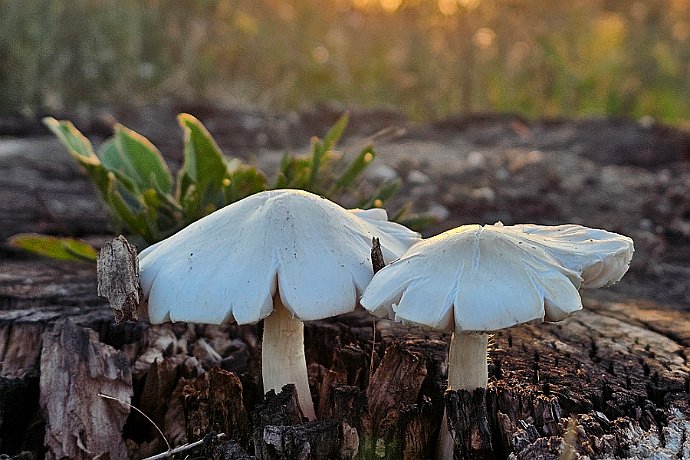 Wypatrzone przy drodze w miejscowości Olek