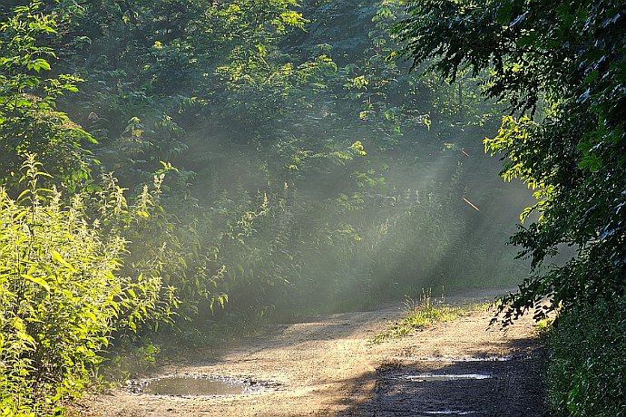 W drodze na Jarużyn Leśnictwo Jastrzębie