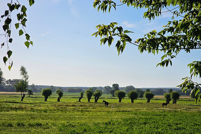 Strzelce Dolne konie na pastwisku