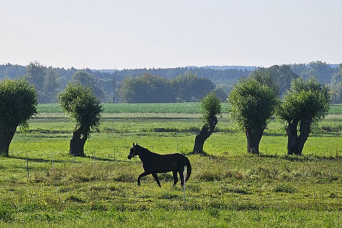 Strzelce Dolne