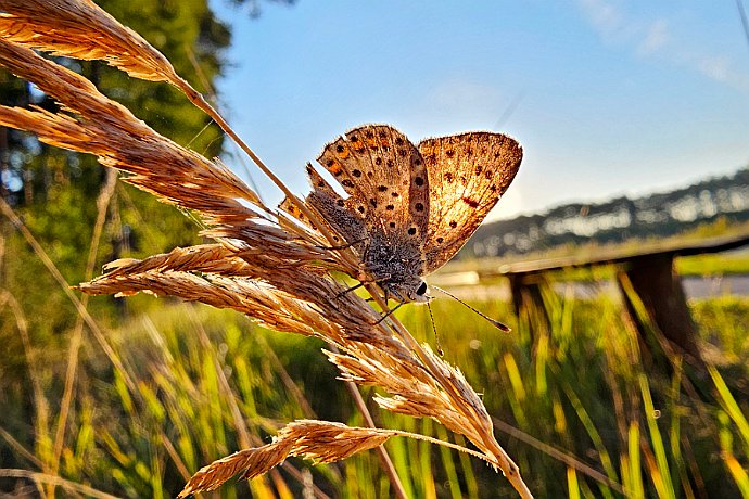 Motyl modraszek okolice Trzcińca - wczesny ranek