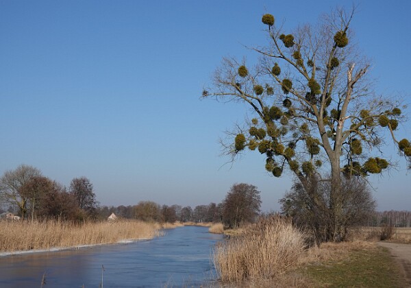 Wycieczka rowerowa nad Kanał Notecki - 22.02.2025 r. 🚴 Trasa 65 km, temp. -2÷6 st.C : Bydgoszcz - Antoniewo - Frydrychowo - Przyłęki - Prądki - Dębinek - Zielonka - Trzciniec...